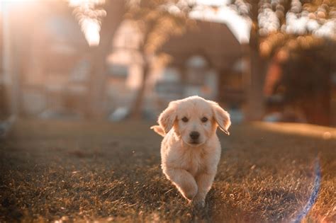 狗狗後事|寵物過世怎麼辦？處理方式、收費標準、注意事項，讓我們與毛寶。